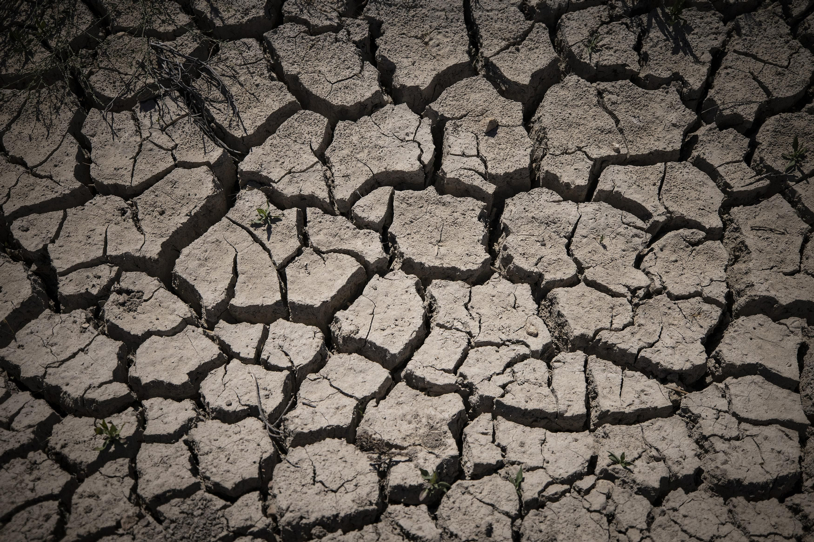 Las fotos de la sequía que sufren los cultivos de arroz en Isla Mayor