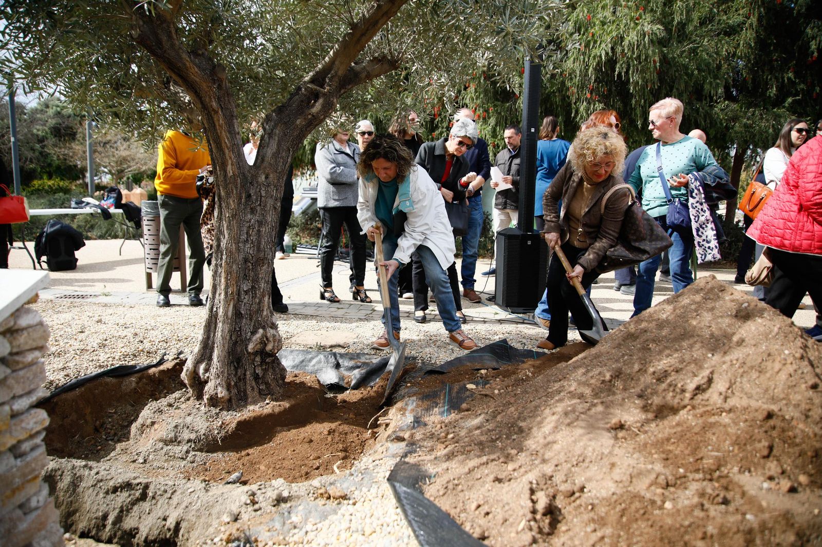 Las imágenes de la plantación de un olivo y el entierro de una cápsula del tiempo