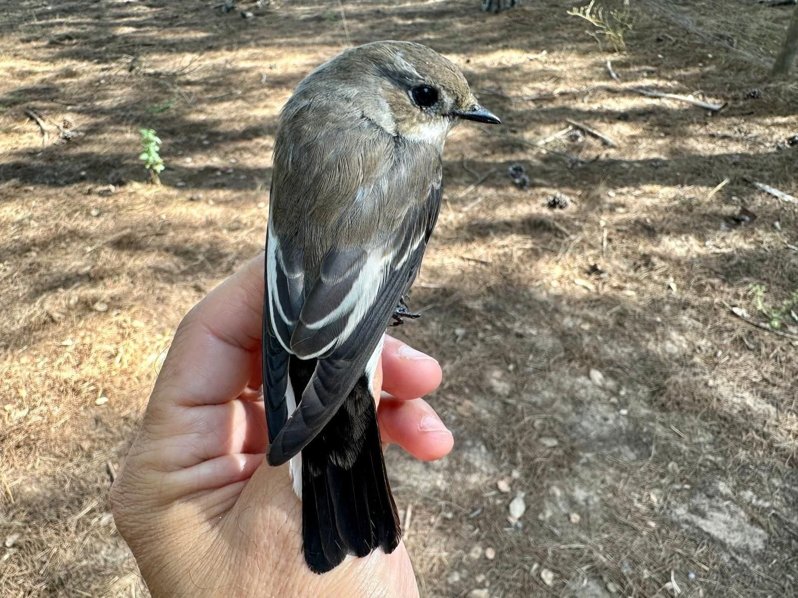 Papamoscas cerrojillo (Ficedula hypoleuca). Una de las aves migrantes transaharianas que llegan a Doñana. Papamoscas cerrojillo (Ficedula hypoleuca). Una de las aves migrantes transaharianas que llegan a Doñana.