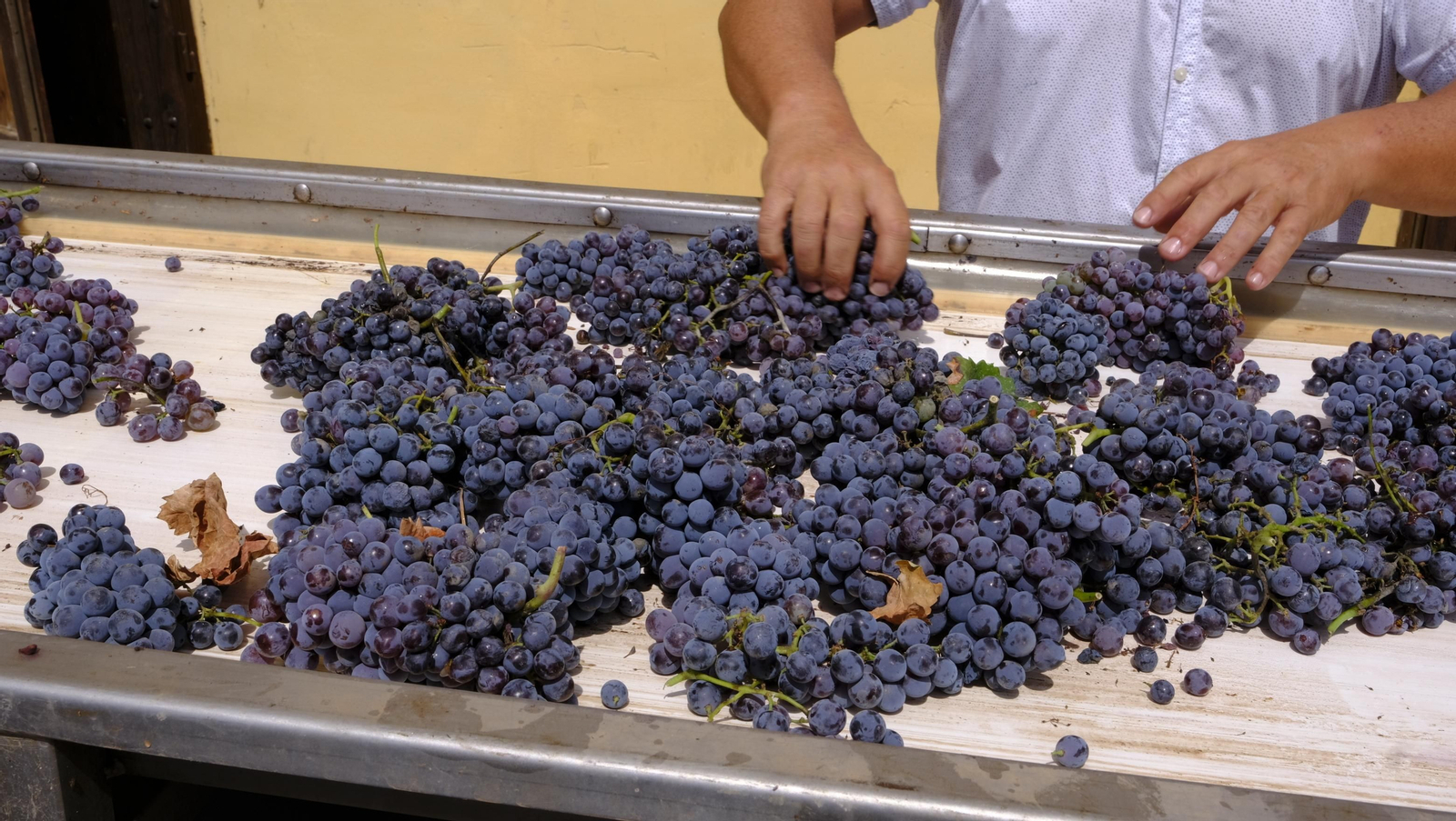Llega la vendimia a las Bodegas Perfer, en Uleila del Campo
