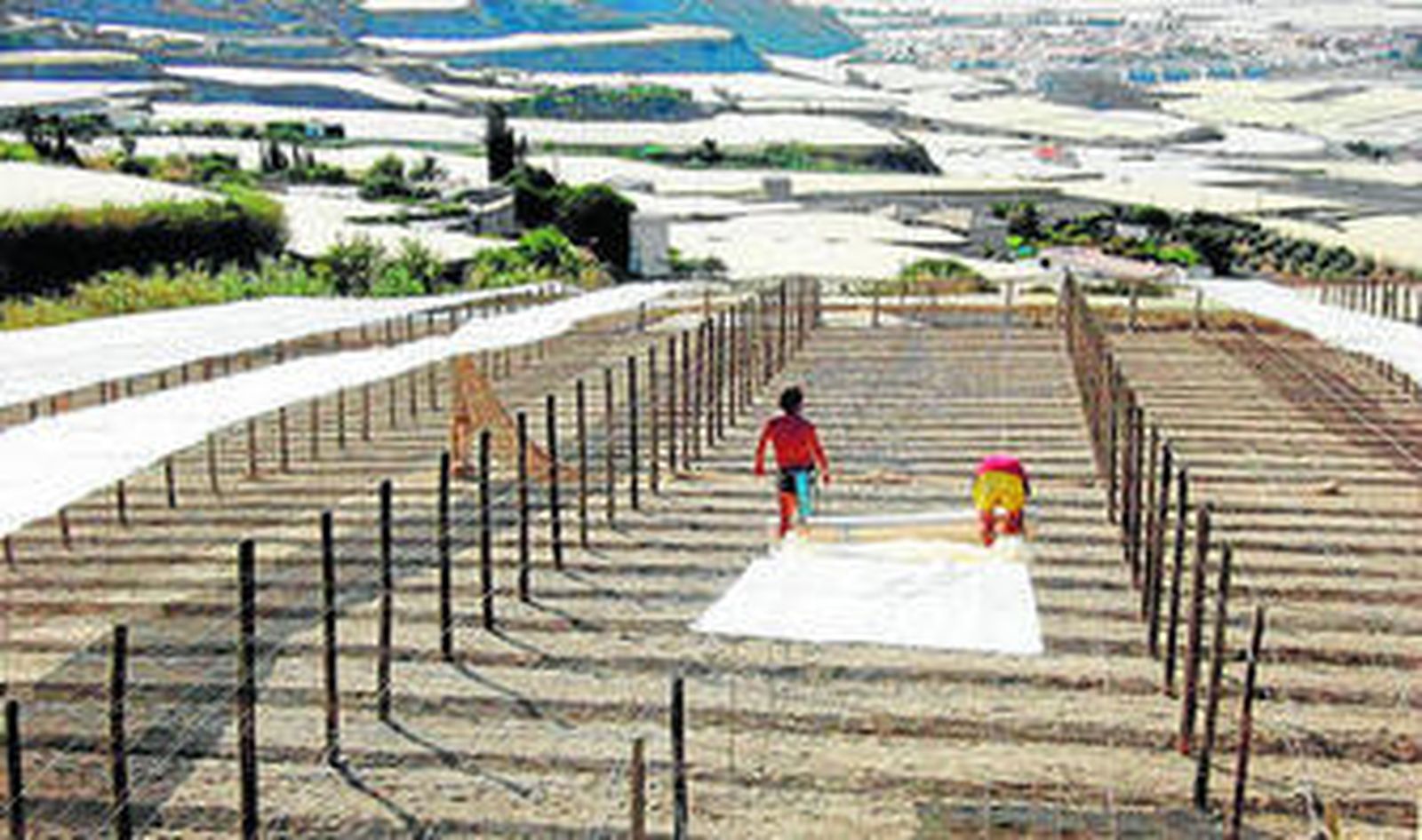 Para los agricultores este servicio de recogida es gratuito.