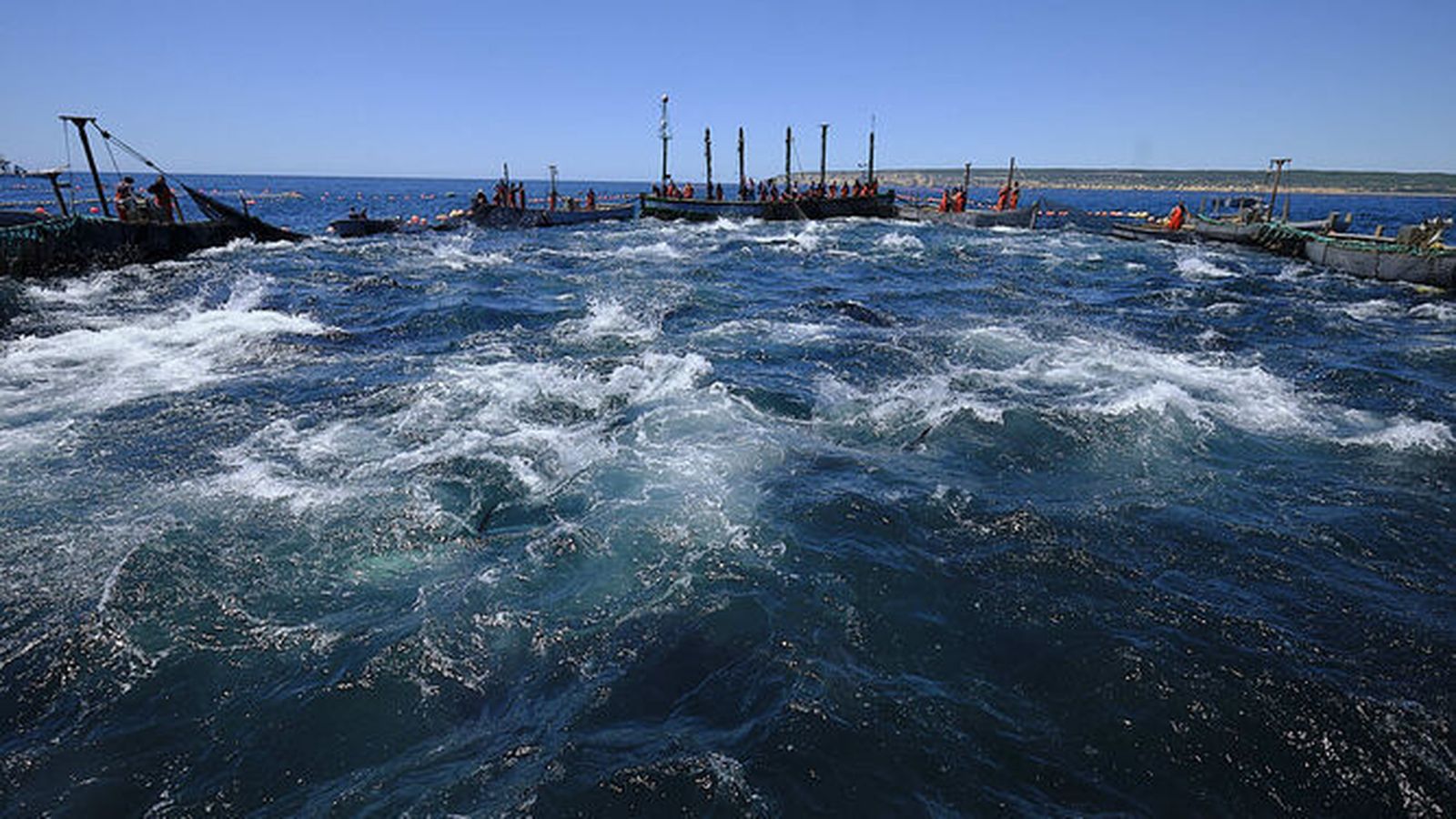 Una levantá de atunes en Barbate.