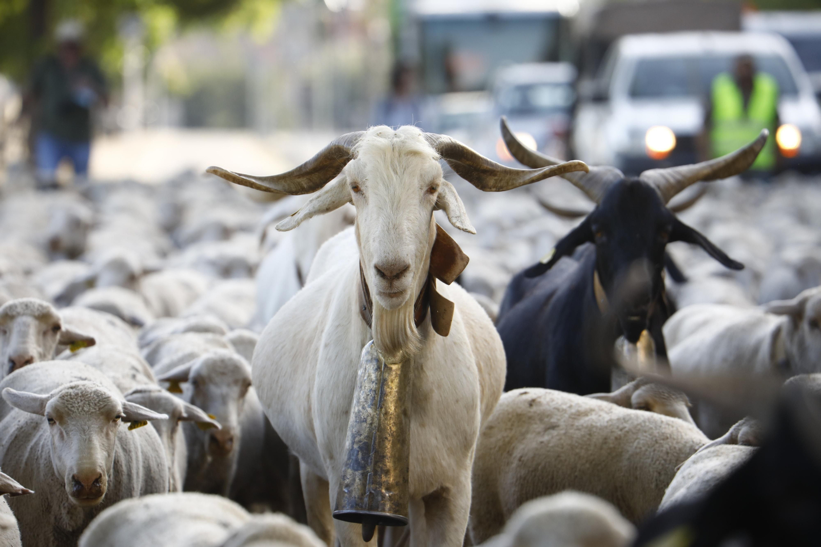El paso de las ovejas de la ganadería Las Albaidas por Cordoba, en imágenes