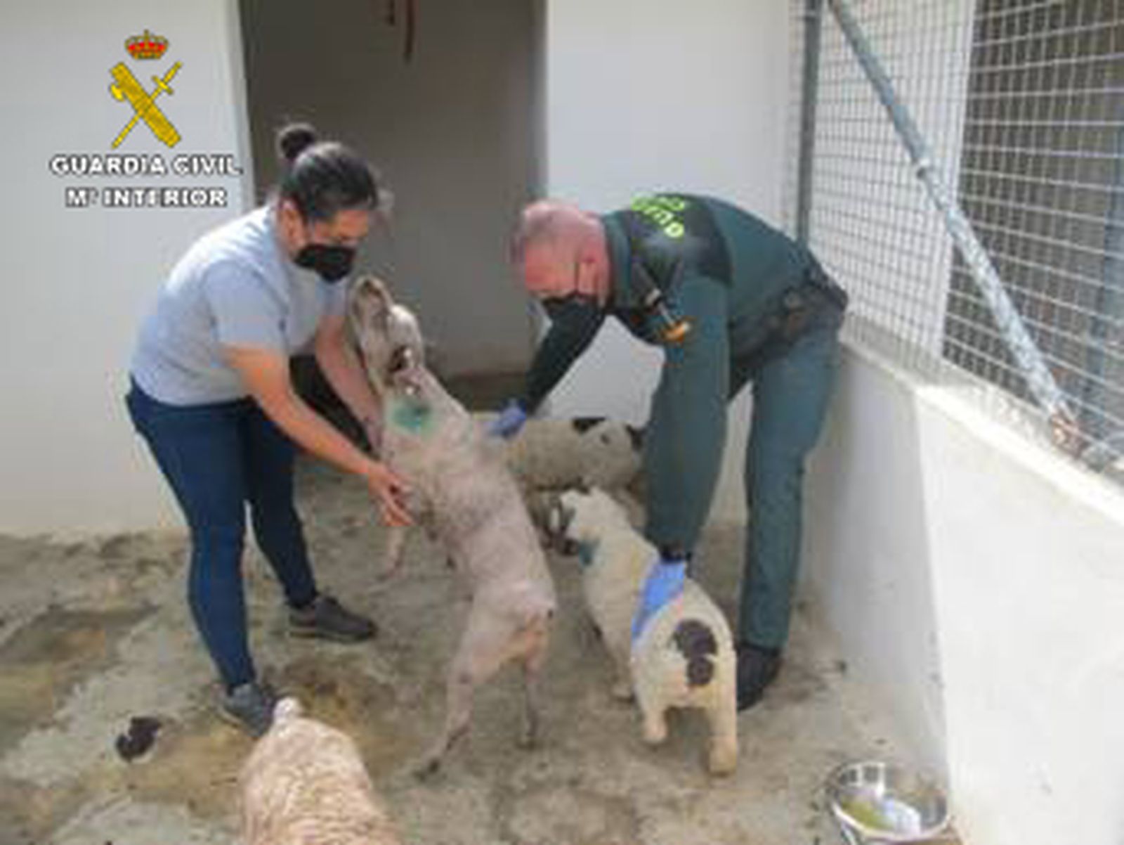 Los perros de agua recuperados por la Guardia Civil.