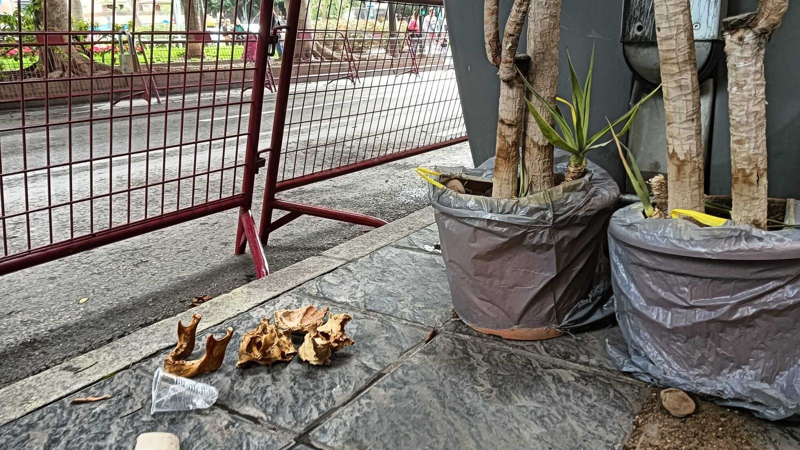 Los huesos encontrados.