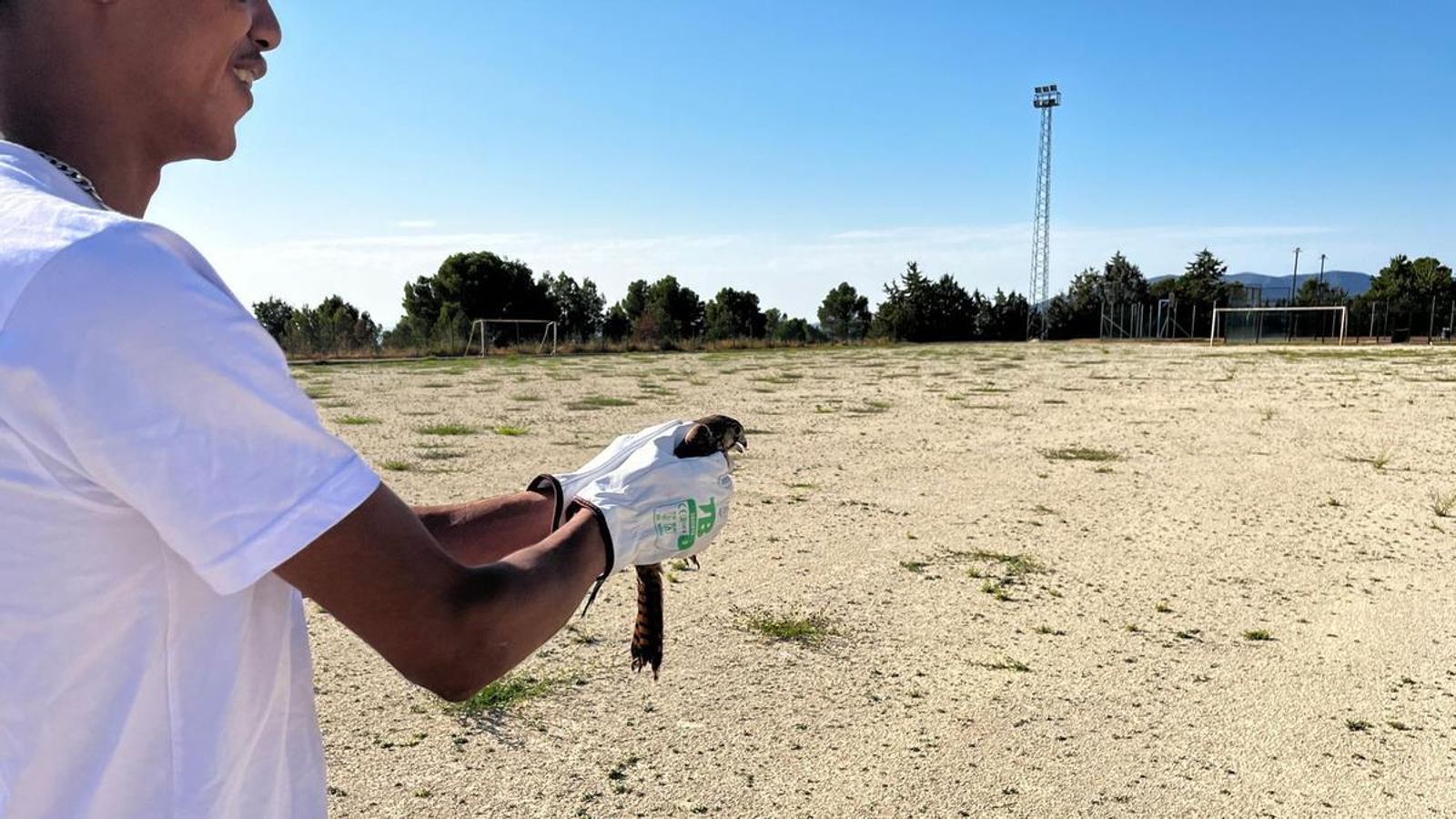 Las aves han sido anilladas y puestas en libertad. Las aves han sido anilladas y puestas en libertad.