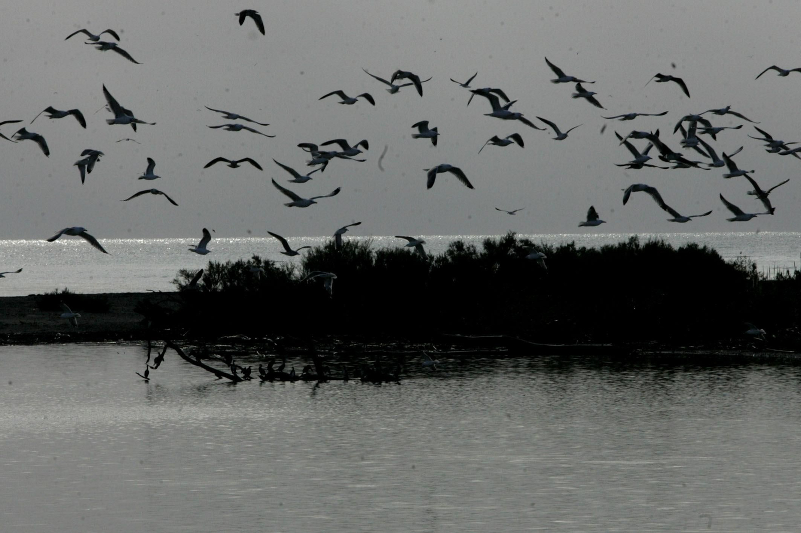 Aves migratorias en el Campo de Gibraltar.