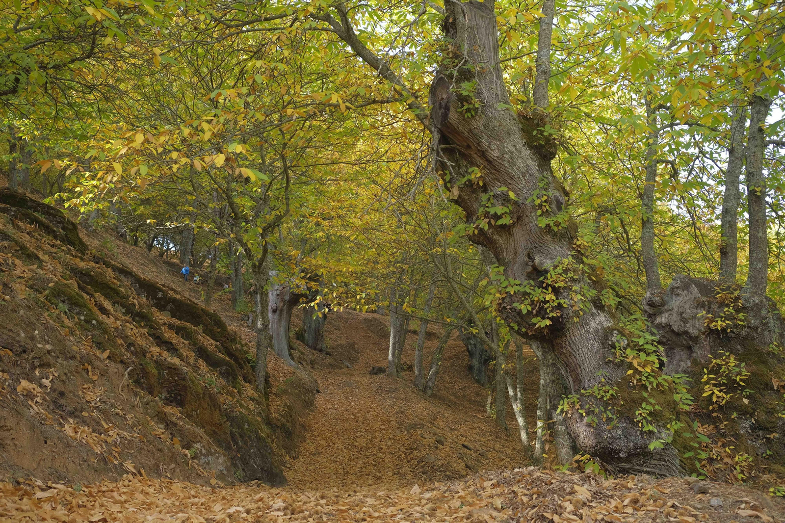 El Bosque de Cobre, en imágenes