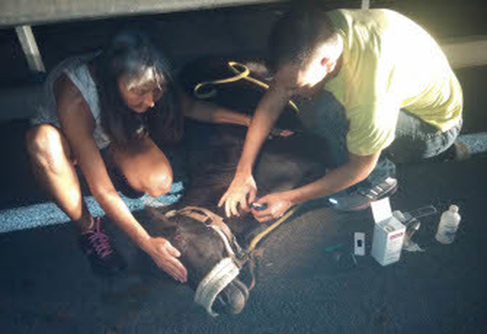 Un caballo suelto en la carretera provoca un accidente de tráfico