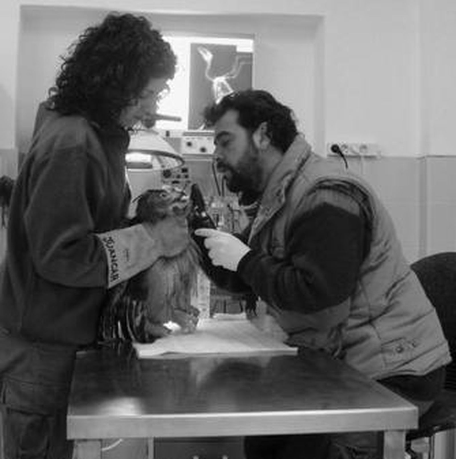 Técnicos del CREA realizan curas al búho real rescatado en Jimena.