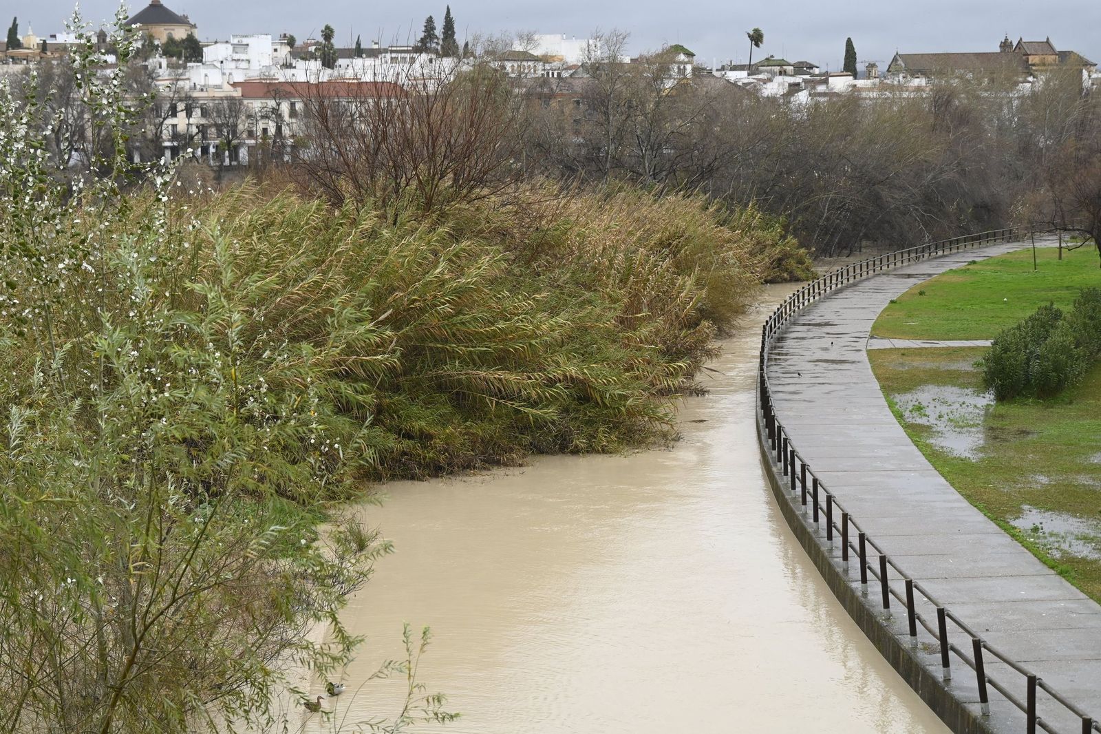El río Guadalquivir supera los cuatro metros de altura a su paso por Córdoba, en imágenes