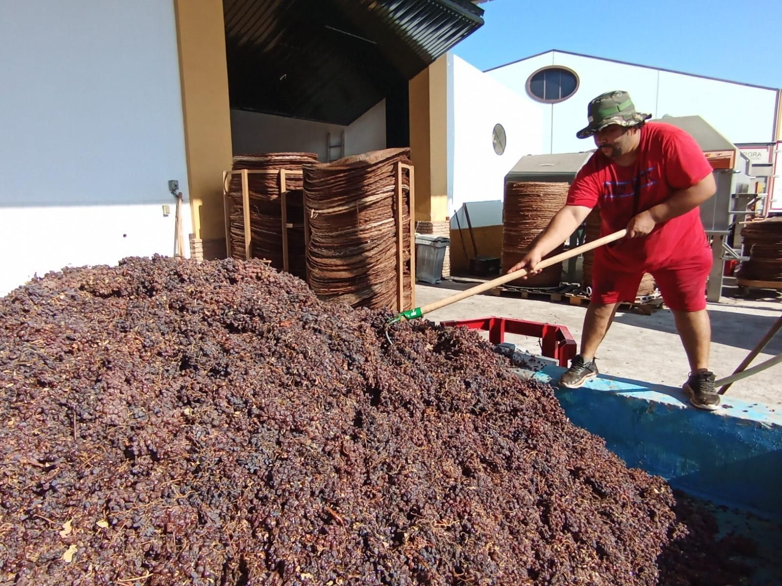 Un trabajador en la cooperativa La Aurora, en Montilla.