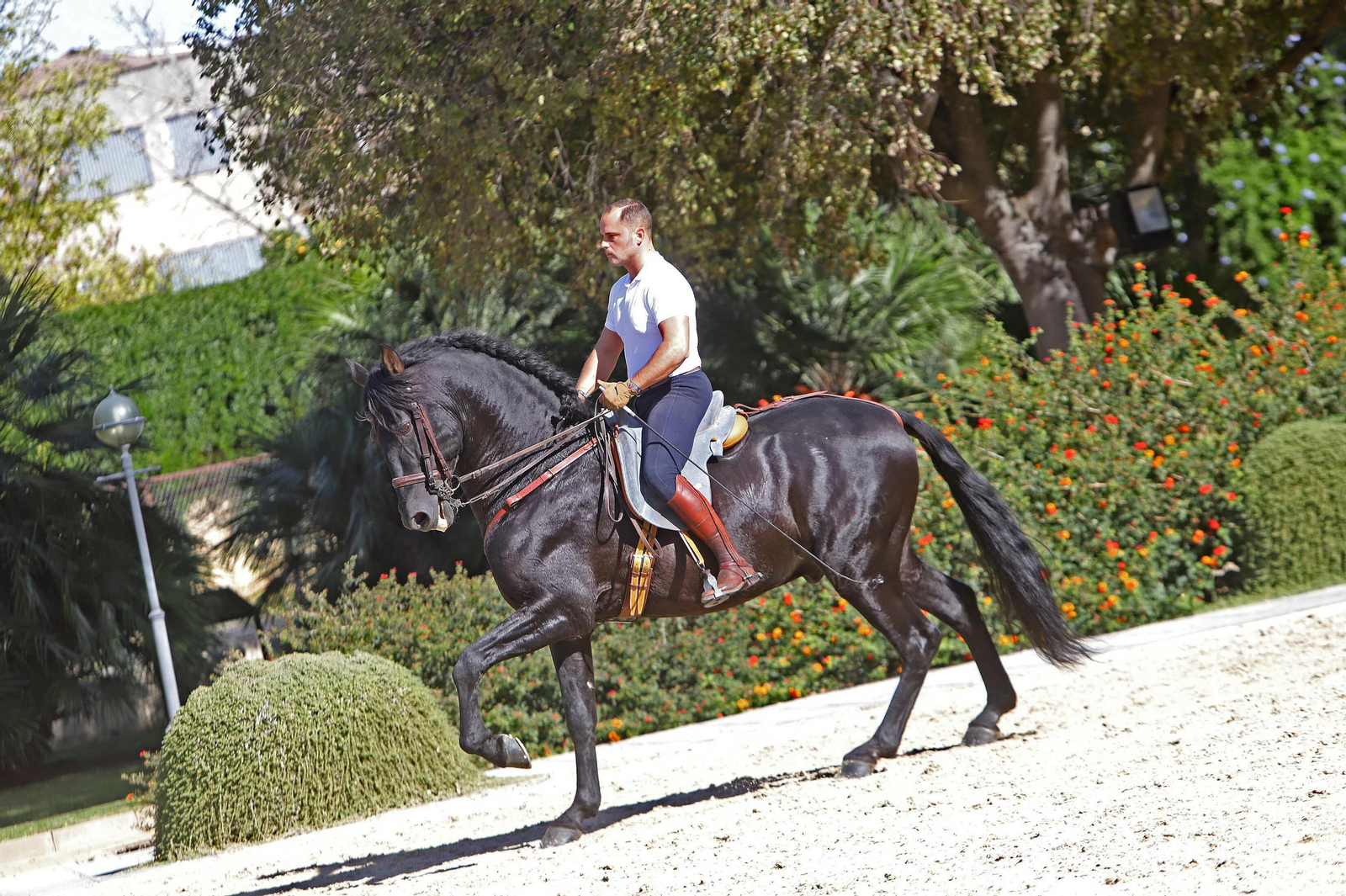 XVII Campeonato de Andalucía de Doma de Alta Escuela
