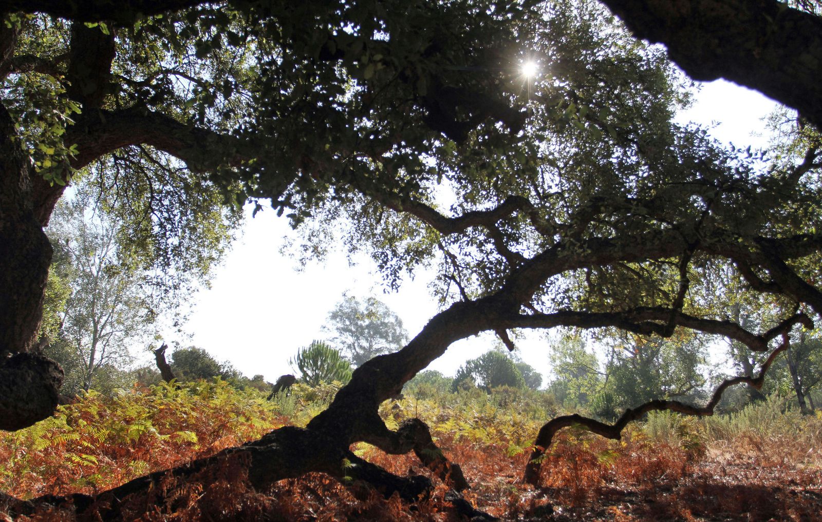 Especies arbóreas en Doñana.