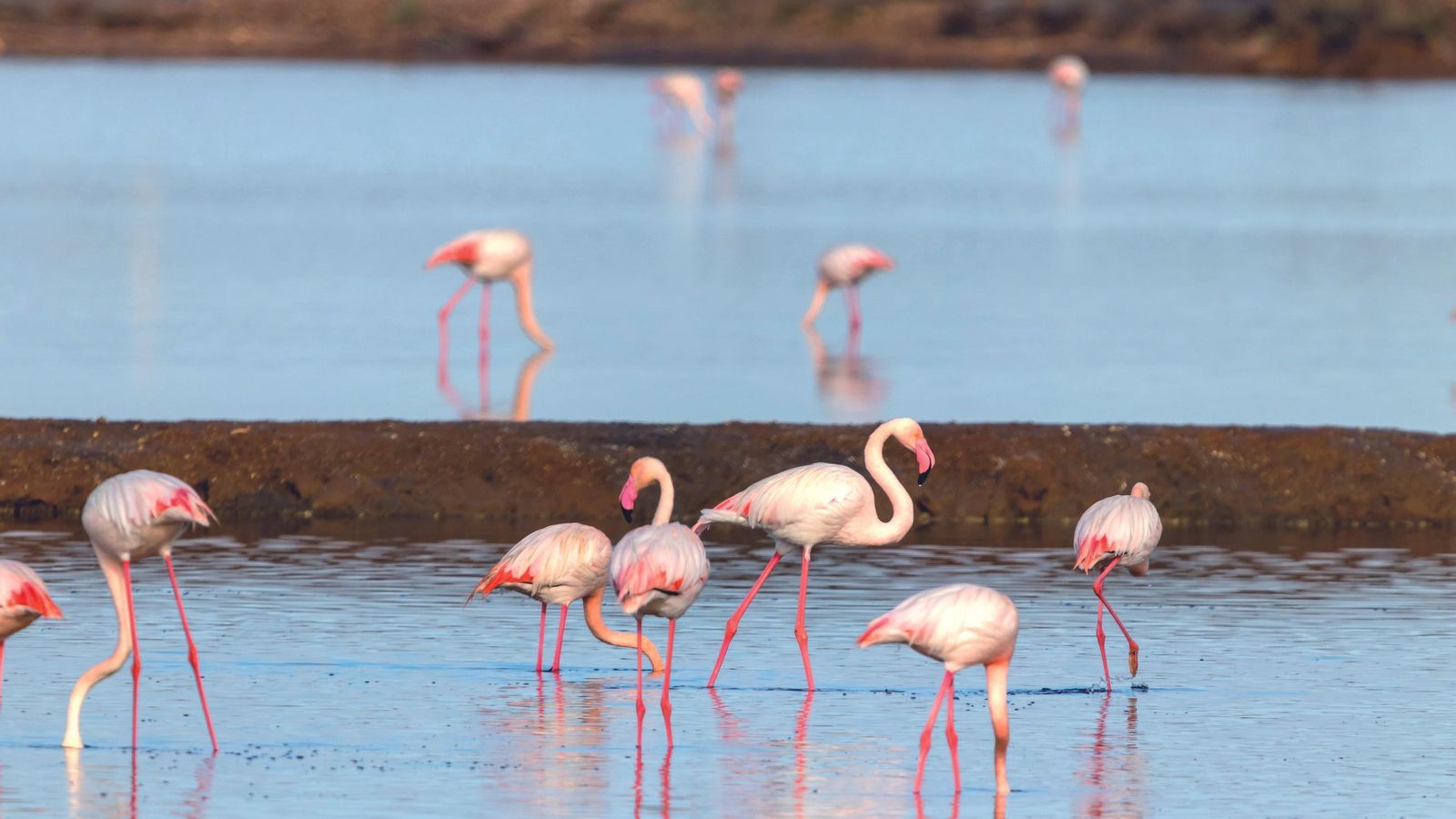 Este lugar es muy rico en aves migratorias.