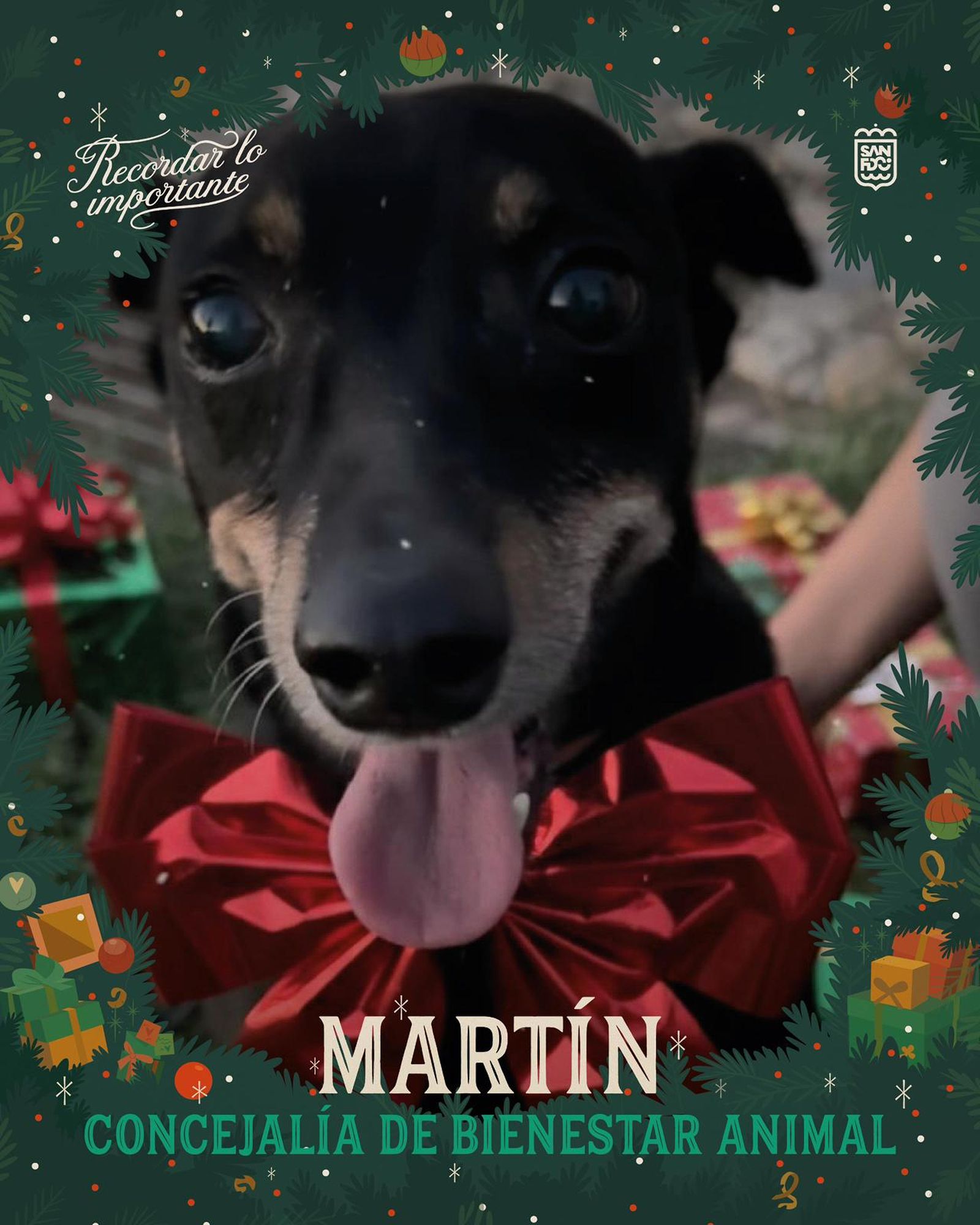 Martín, uno de los simpáticos perros que protagonizan esta campaña.
