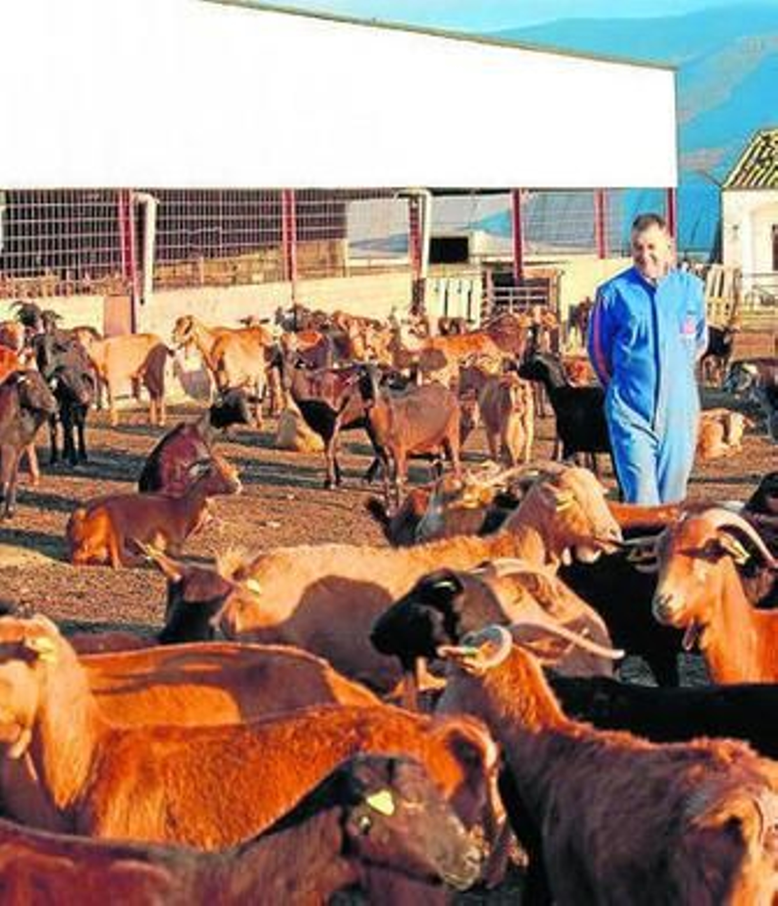 Explotación ganadera en la localidad de Aroche.