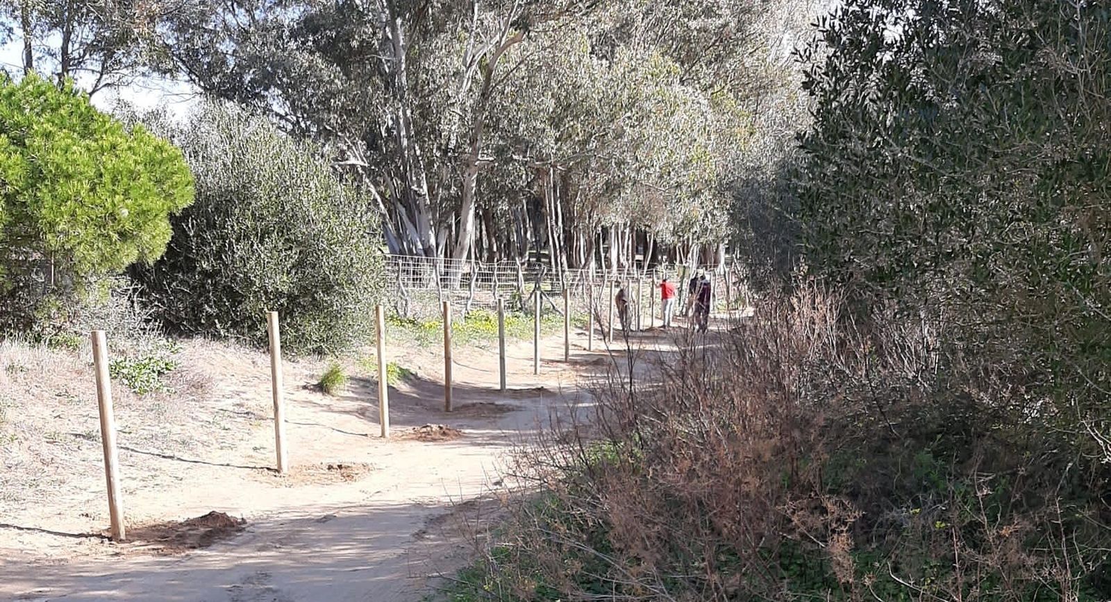 Aspecto que presenta en la actualidad el mallado de la Vereda de Zahora.