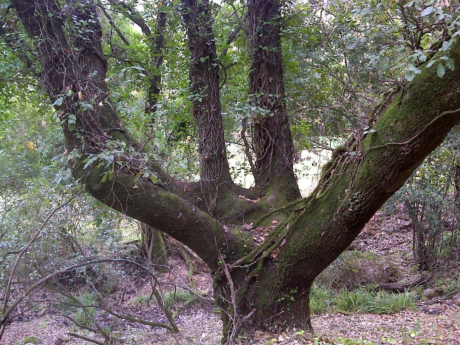 Árbol que se encuentra por el paso del sendero Pico de las Gallinas, en Los Monte de Propios.