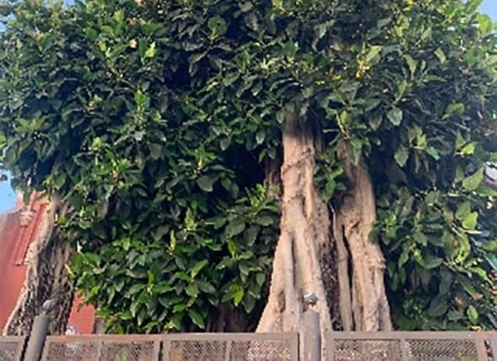 Detalle del ficus de Triana en la actualidad.