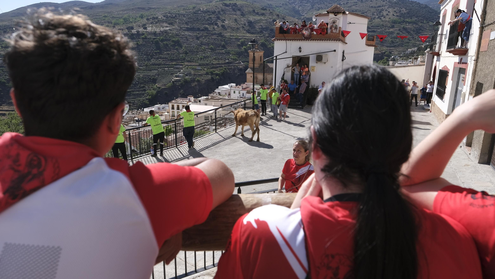 Imágenes de los toros ensogaos y San Marcos, en las Fiestas de Ohanes