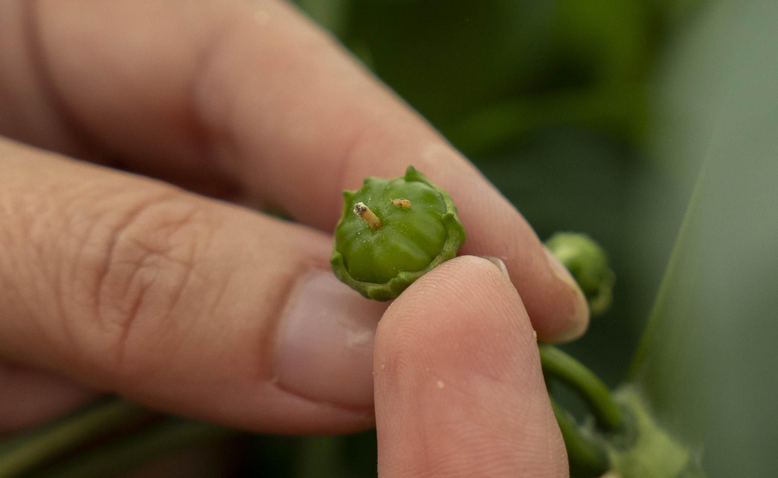 Las imágenes de la suelta de bichos depredadores para la lucha biológica en invernadero por Agrobio