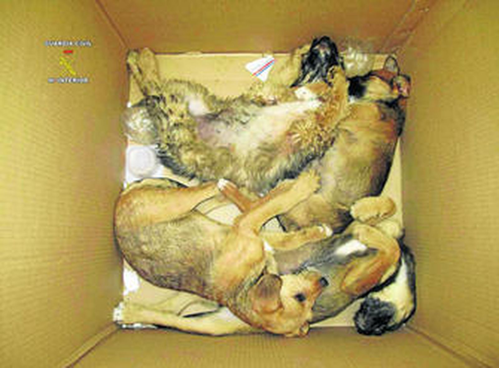 Imagen de los cachorros, tras ser recuperados.