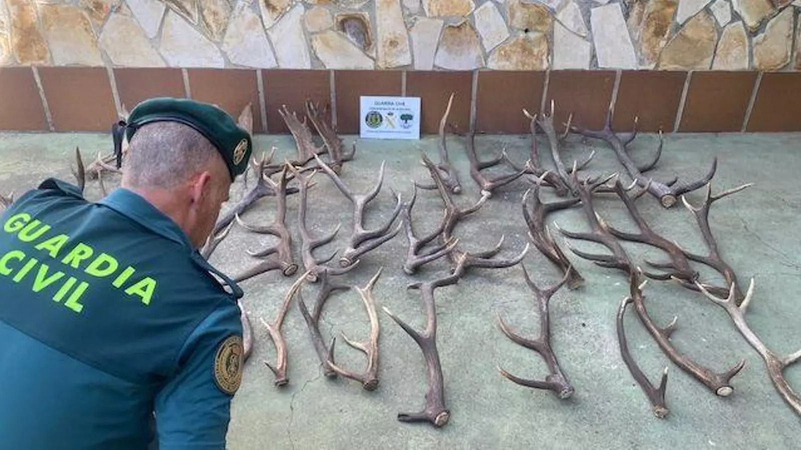 Cornamentas encontradas por la Guardia Civil en Jimena.