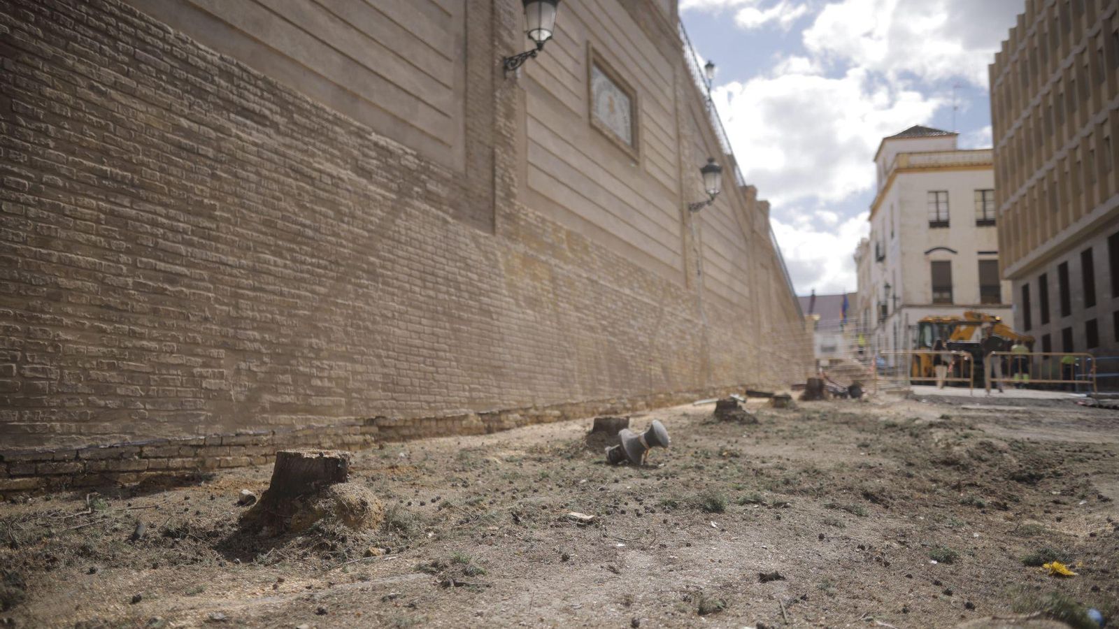 Tala de cipreses en San Pedro.