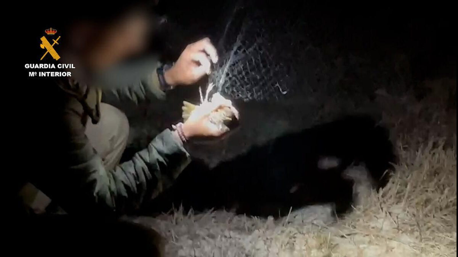 Un agente libera un zorzal de una red ilegal