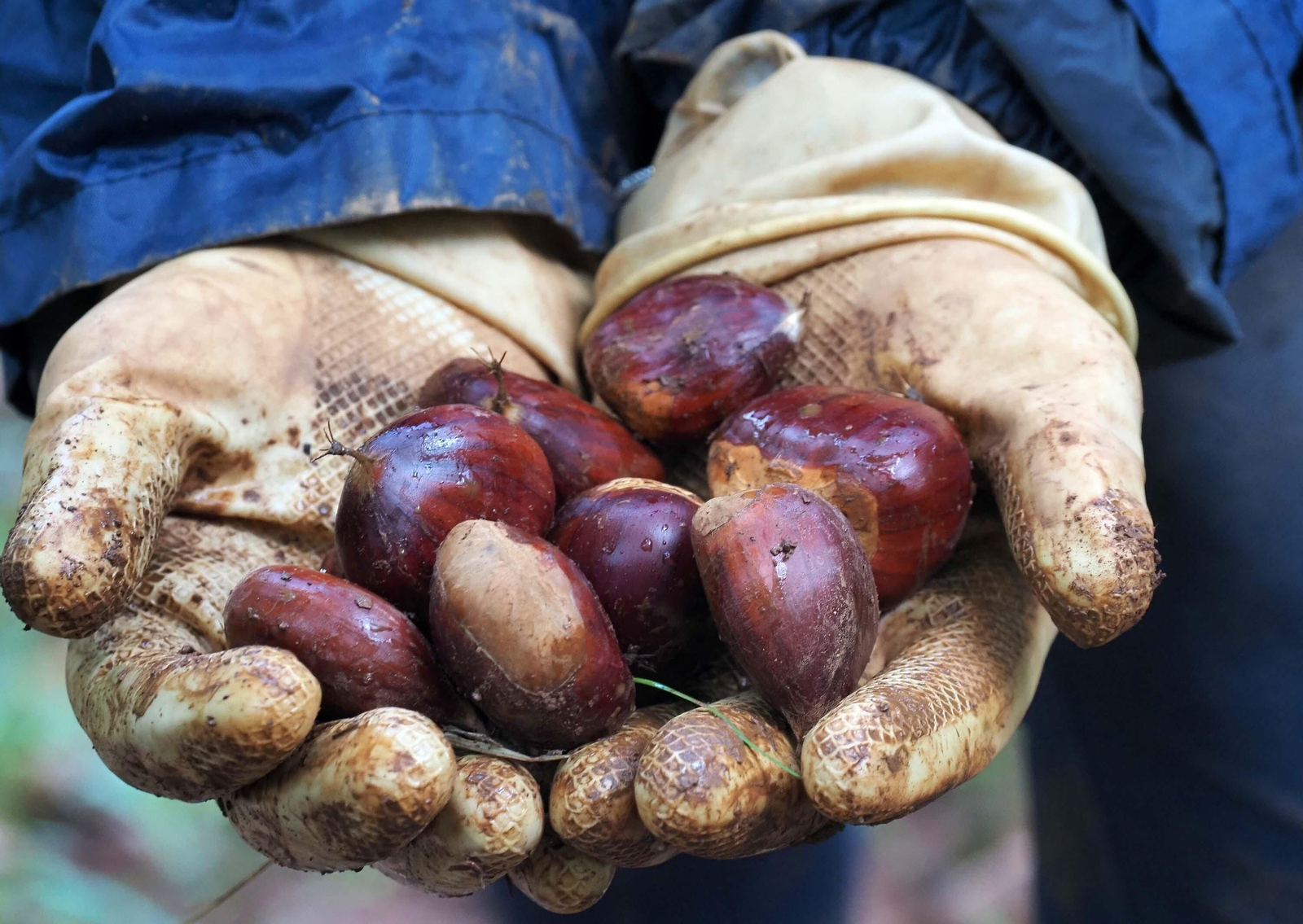Una 'apañaora' muestra varias castañas recién recolectadas