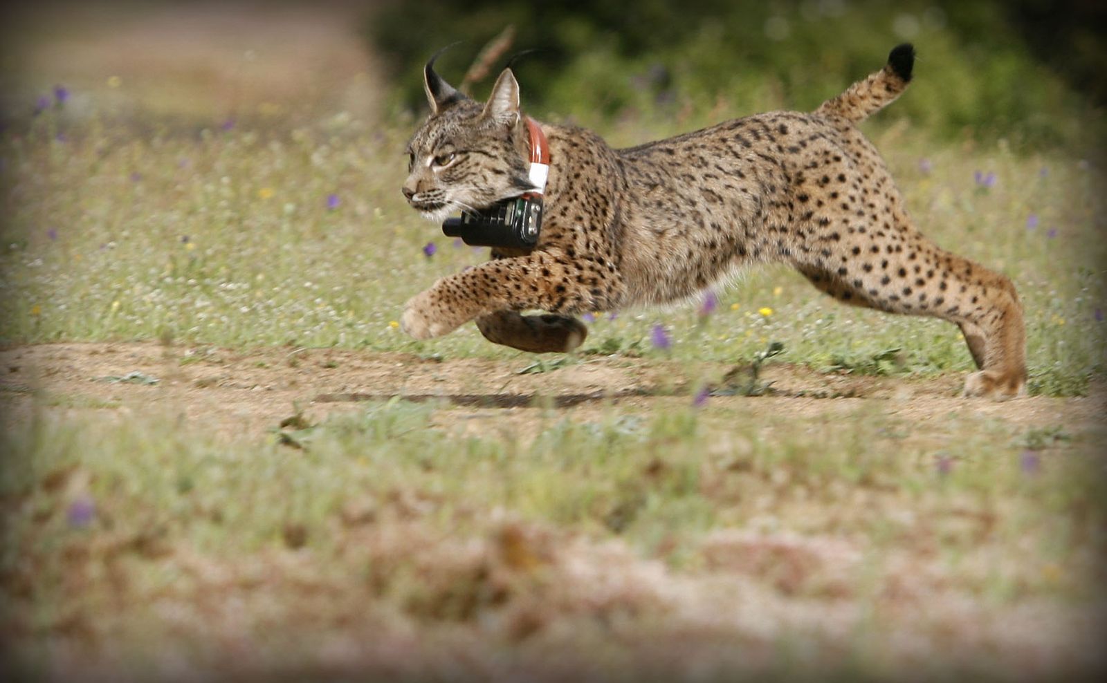 Suelta de un lince en el Guadalmellato.