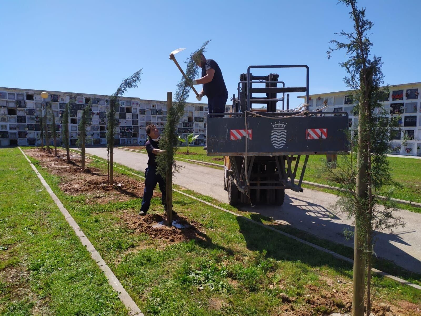 Labores de plantación de cipreses en el cementerio Nuestra Señora de la Merced.