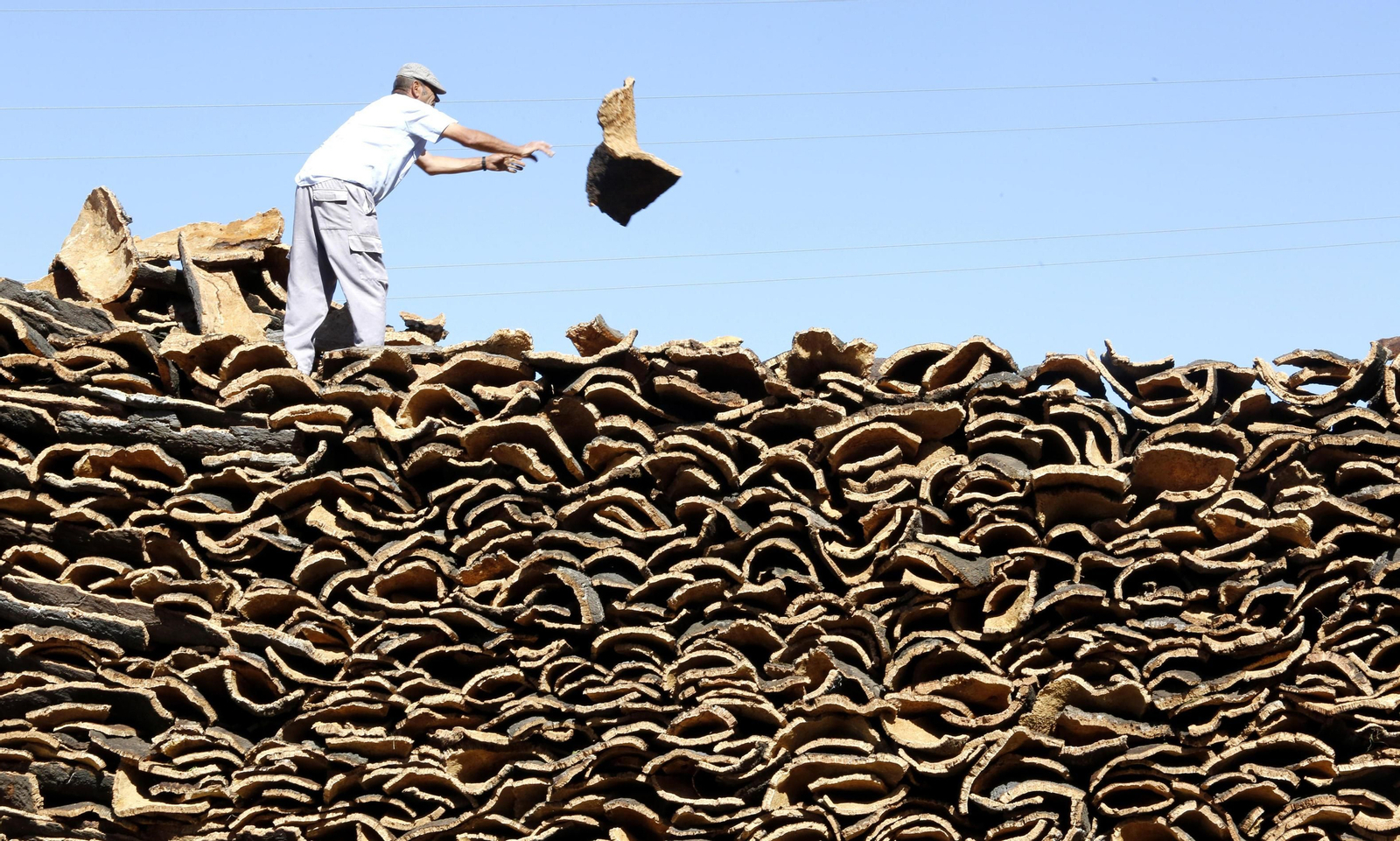 Un trabajador apila los corchos tras su extracción sobre un camión a varios metros de altura.