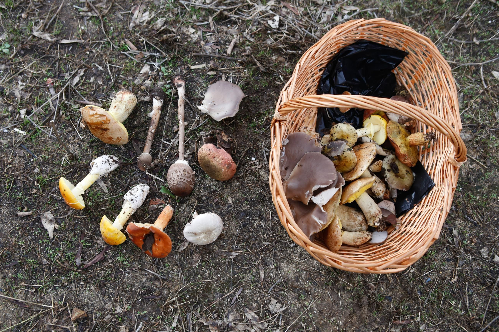 Las fotos de las XII Jornadas Micológicas del Estrecho en Los Barrios