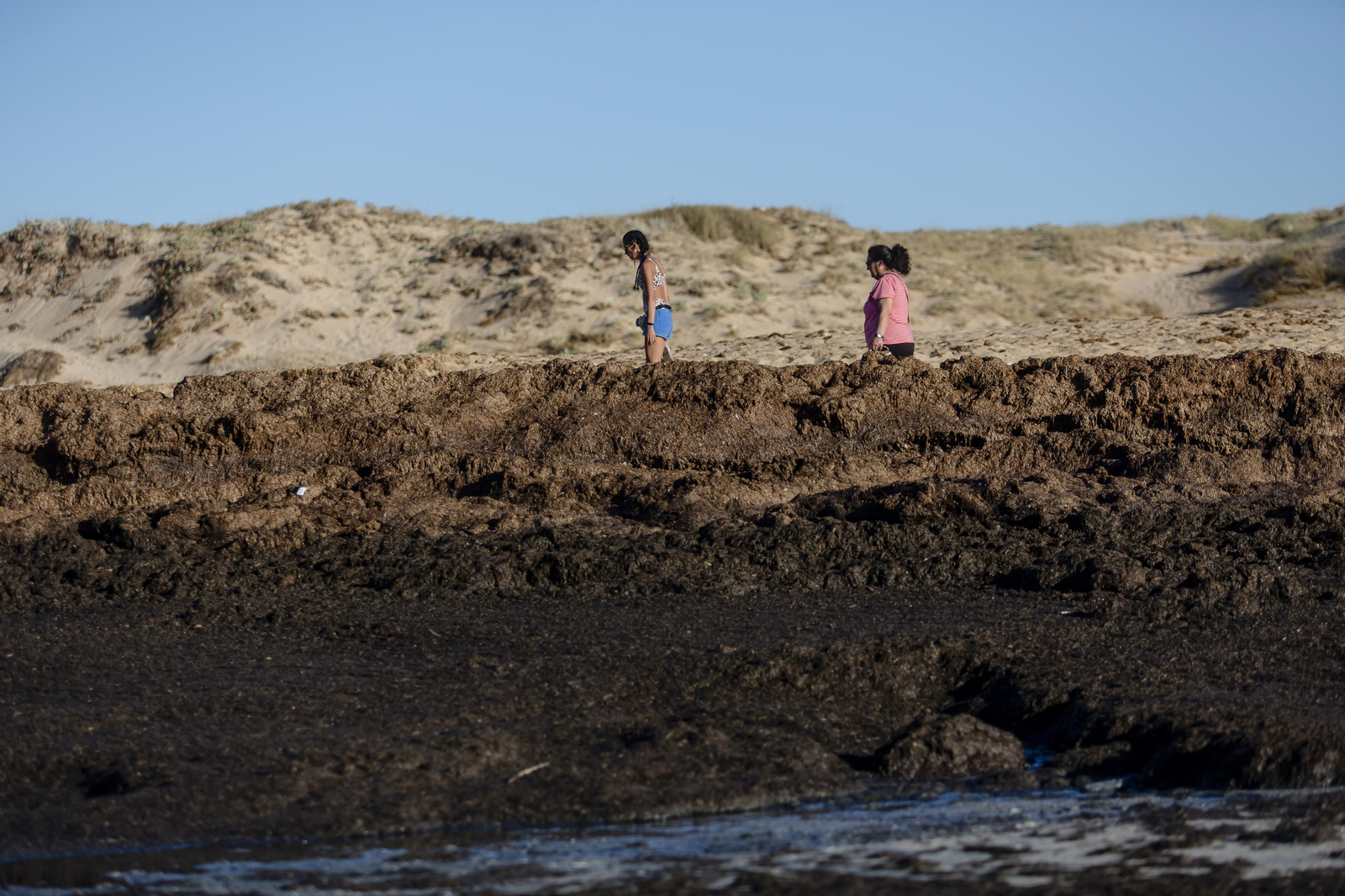 El alga asiática invade de nuevo la playa de Los Caños de Meca