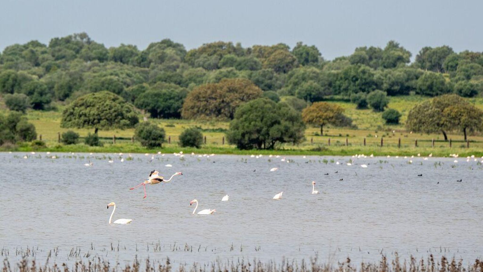 Flamencos en la laguna de Doñana.