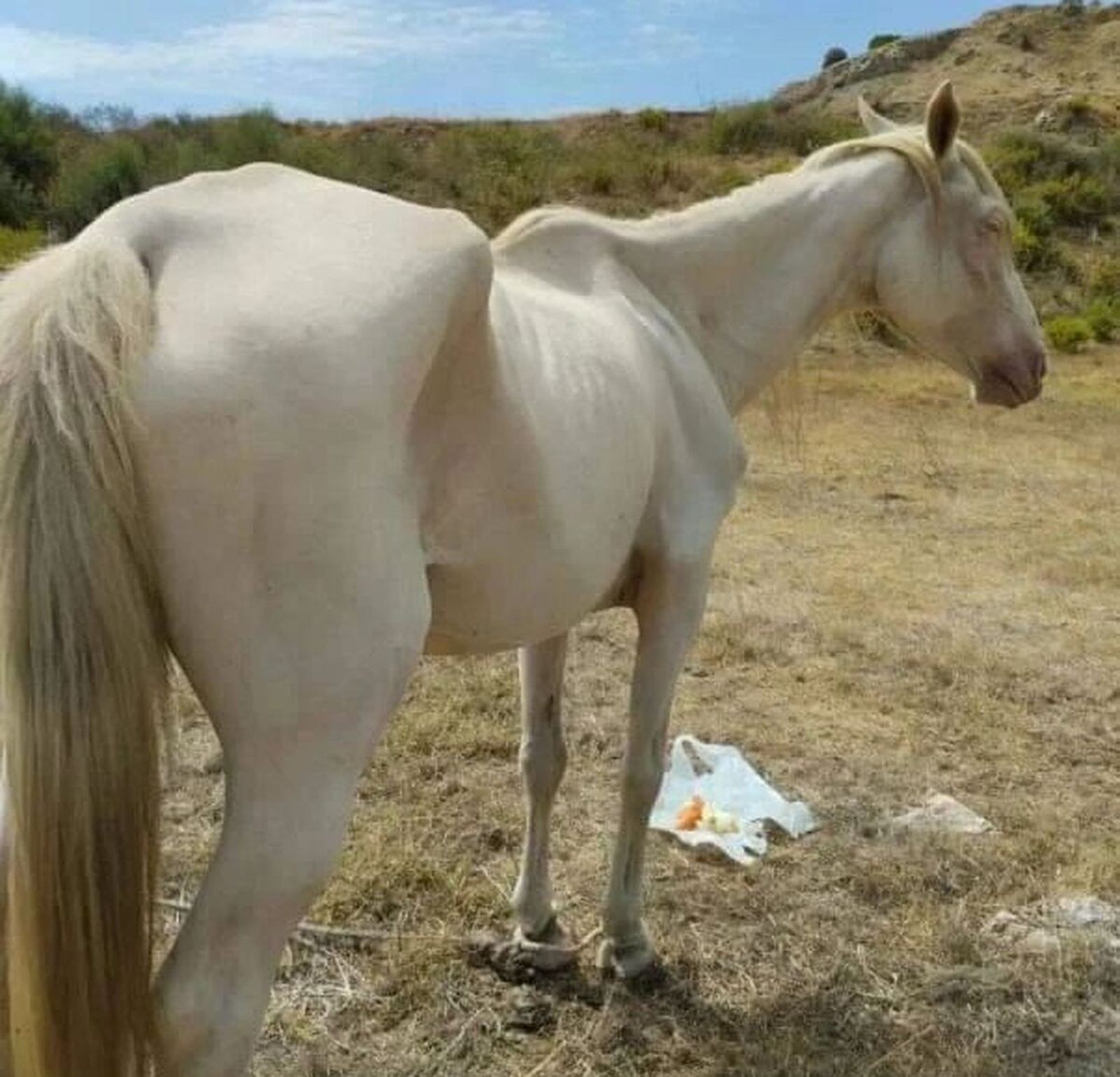 La yegua sobre la que Pacma ha denunciado su situación en Algeciras.