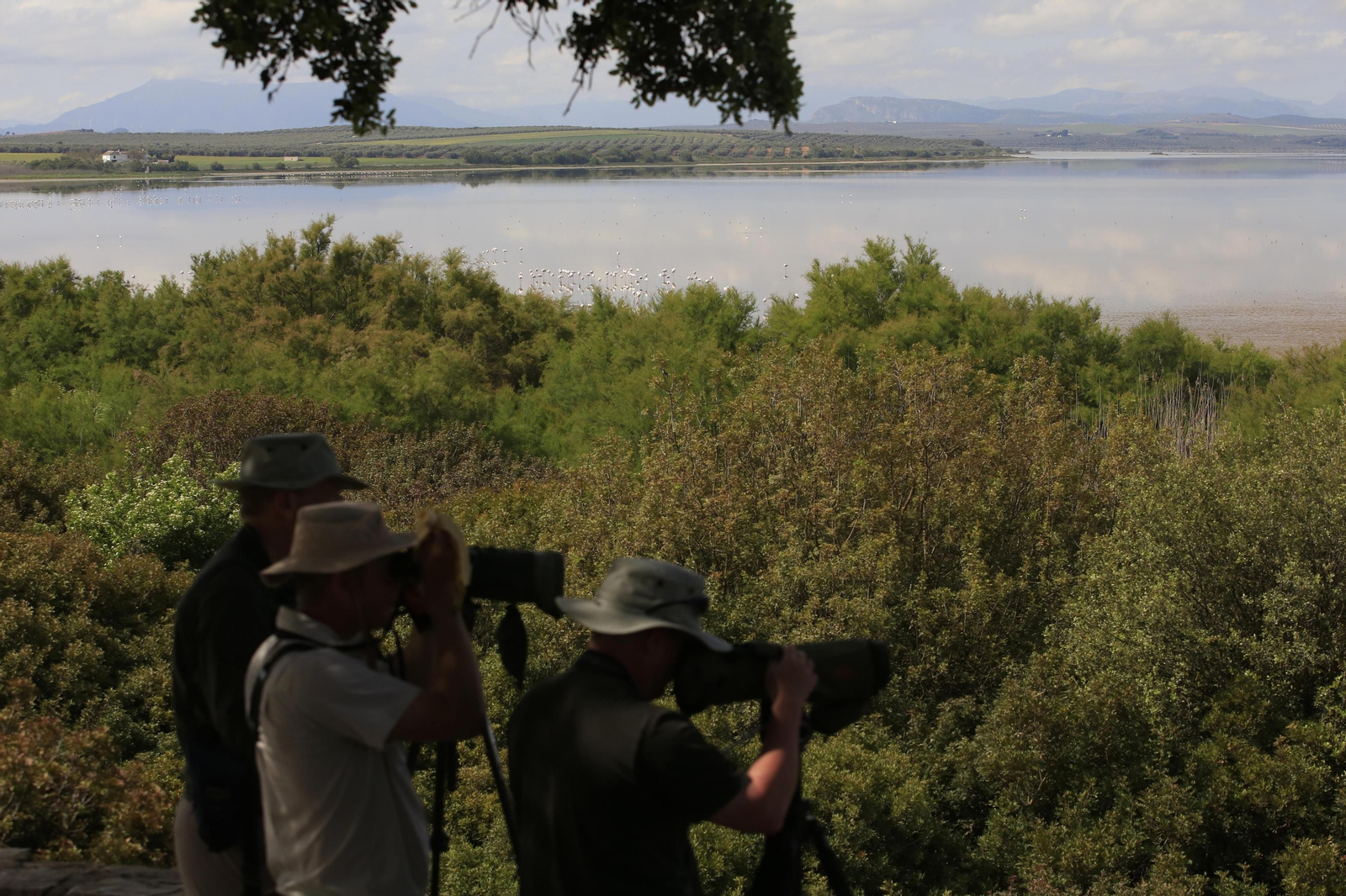 Los flamencos en la Laguna de Fuente de Piedra, en fotos