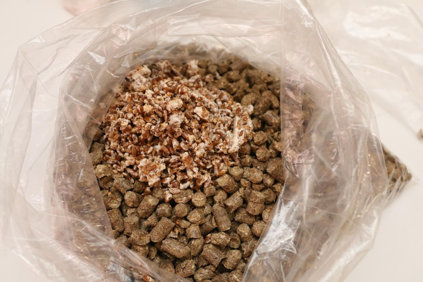 Fotogalería del Reino de las Setas