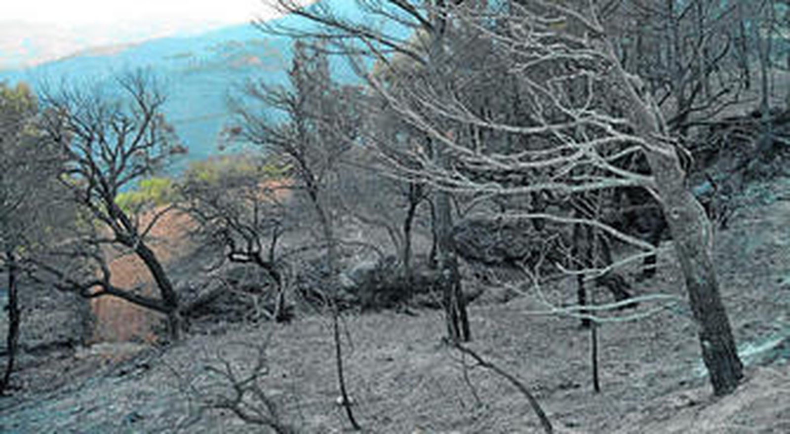 Paraje devastado por el incendio en la Sierra de Lújar.