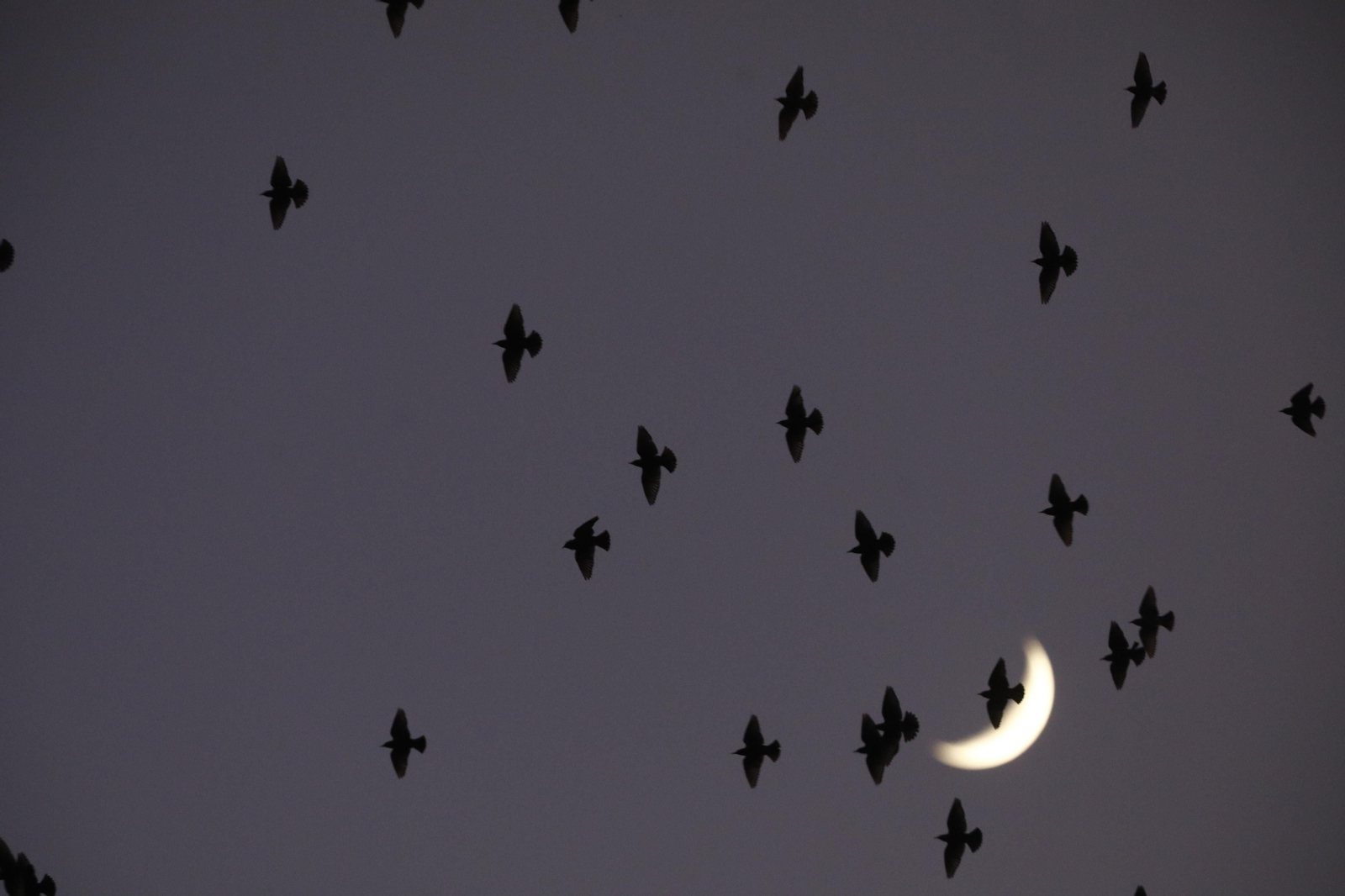 Las aves que habitan en Los Sotos de la Albolafia de Córdoba, en fotografías
