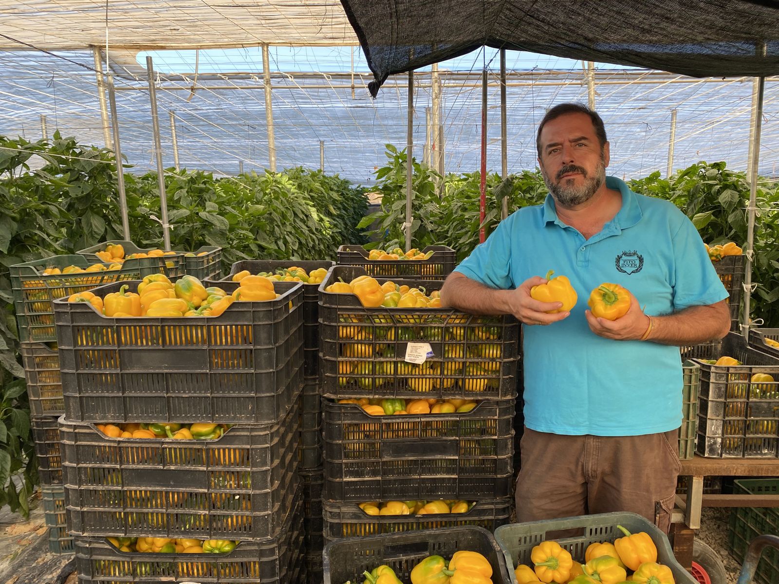 La excelencia de la agricultura daliense: pimiento, tirabeques y présules