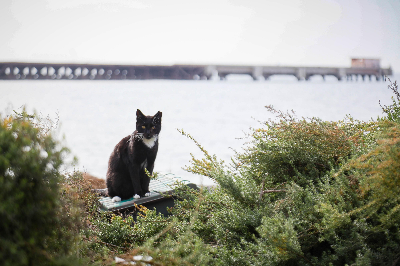 Gato de unas de las colonias existentes en el entorno del Club de Mar de Almería.
