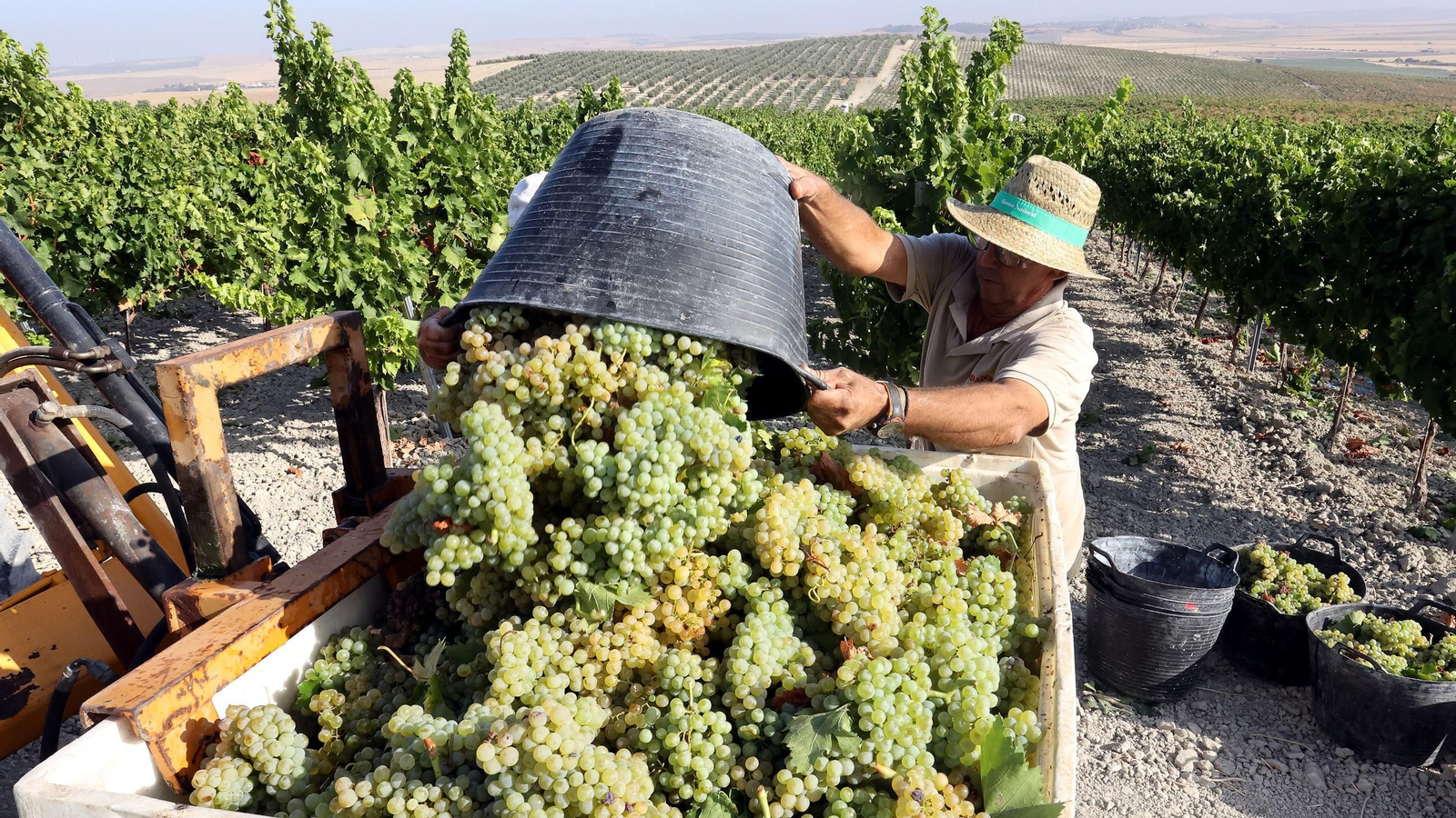 Fundador comienza su vendimia en Jerez