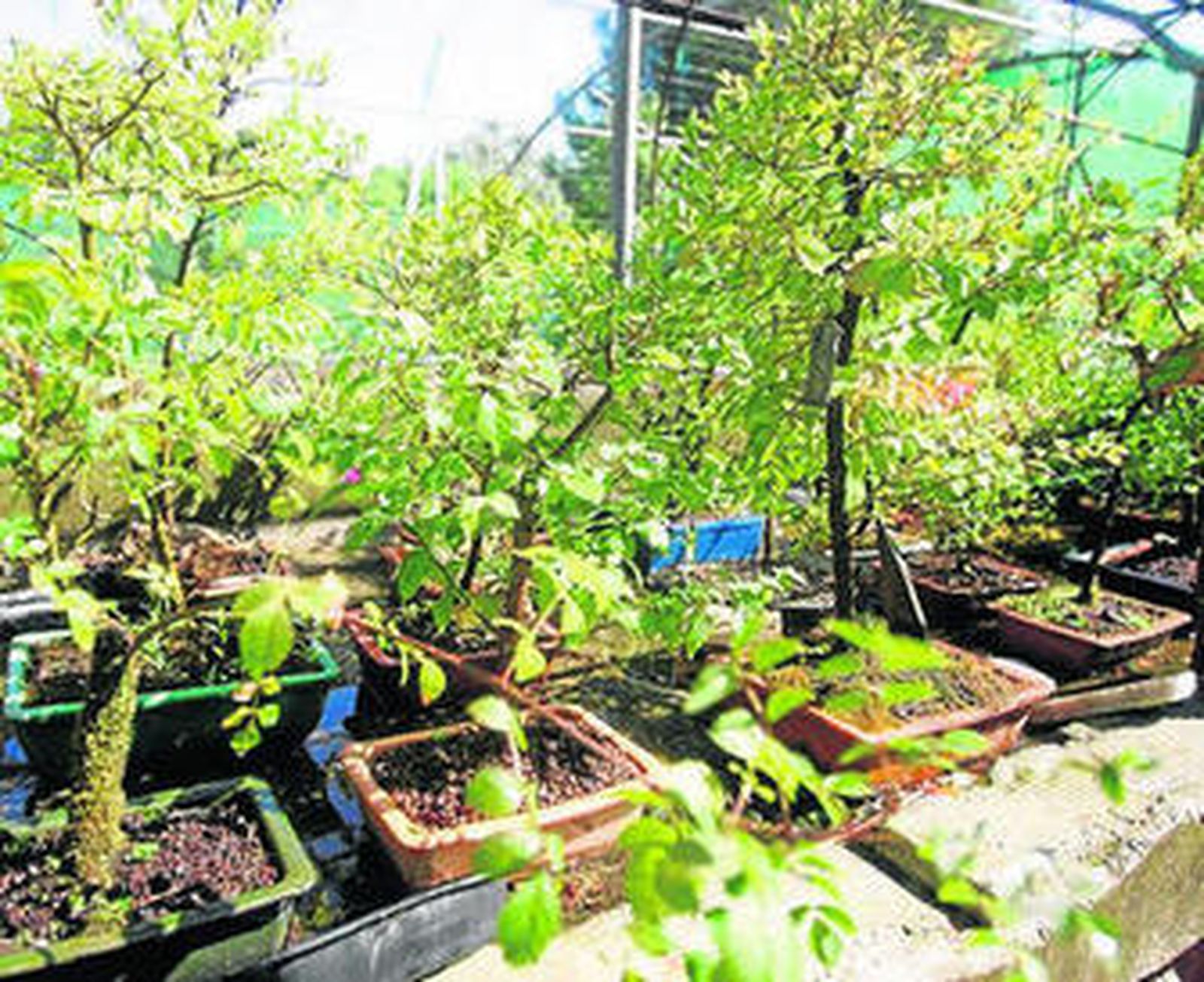 Un grupo de bonsáis en Huerta Grande.
