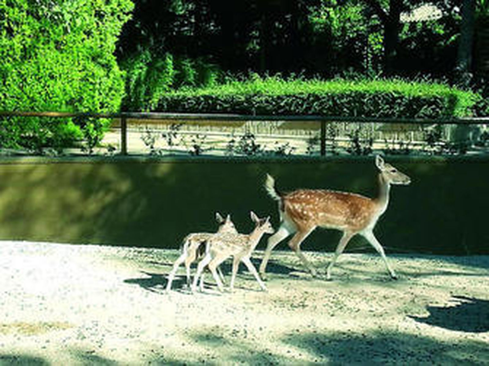 Imagen de los gameznos recién nacidos en el Zoobotánico.