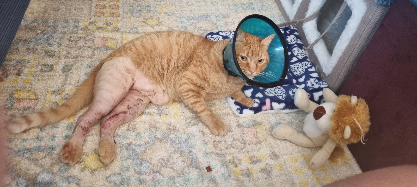 Pikachu ya está en casa, después de que fuese operado este lunes.