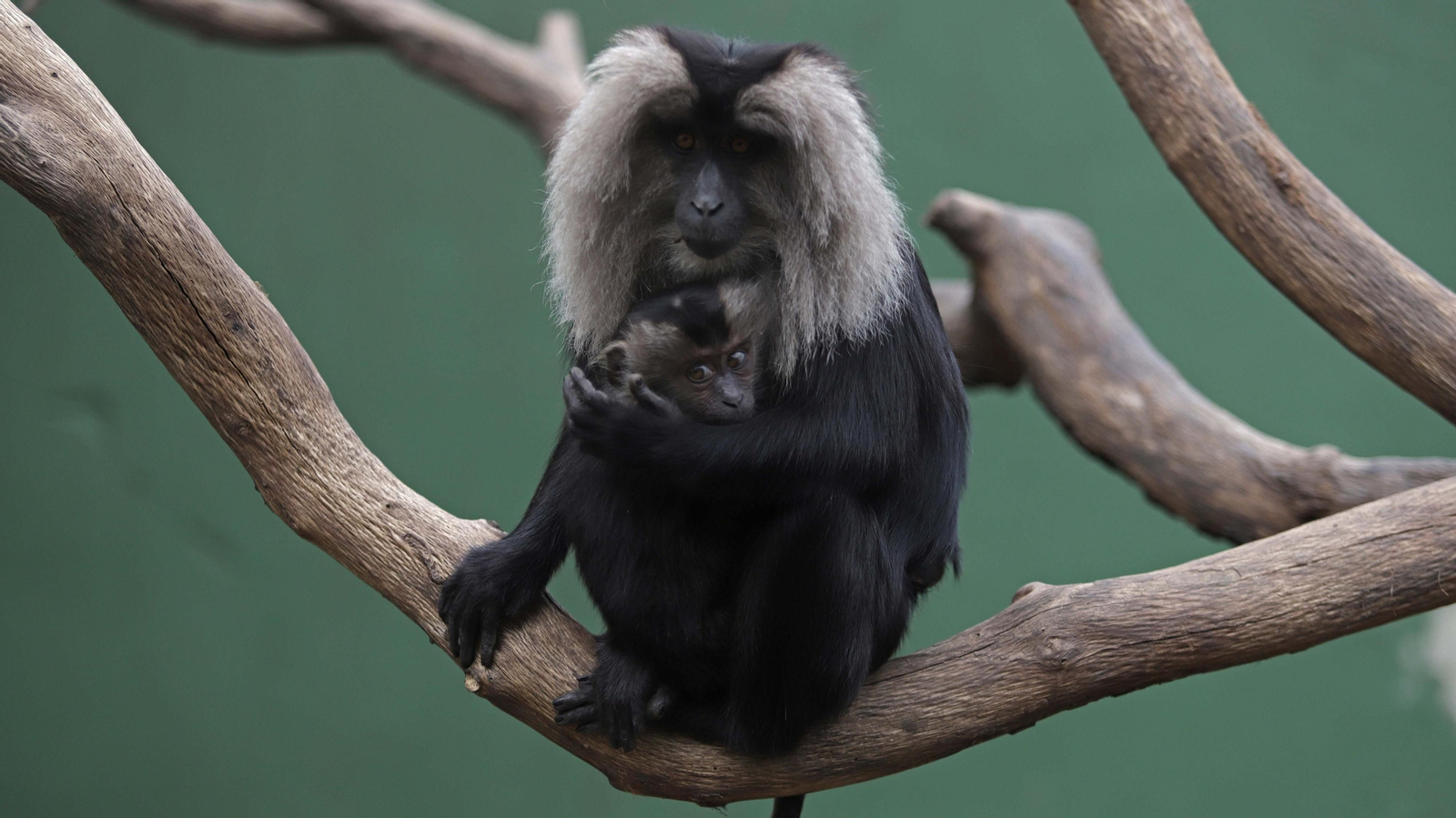 Fotos de los macacos de cola de león del zoo de Castellar