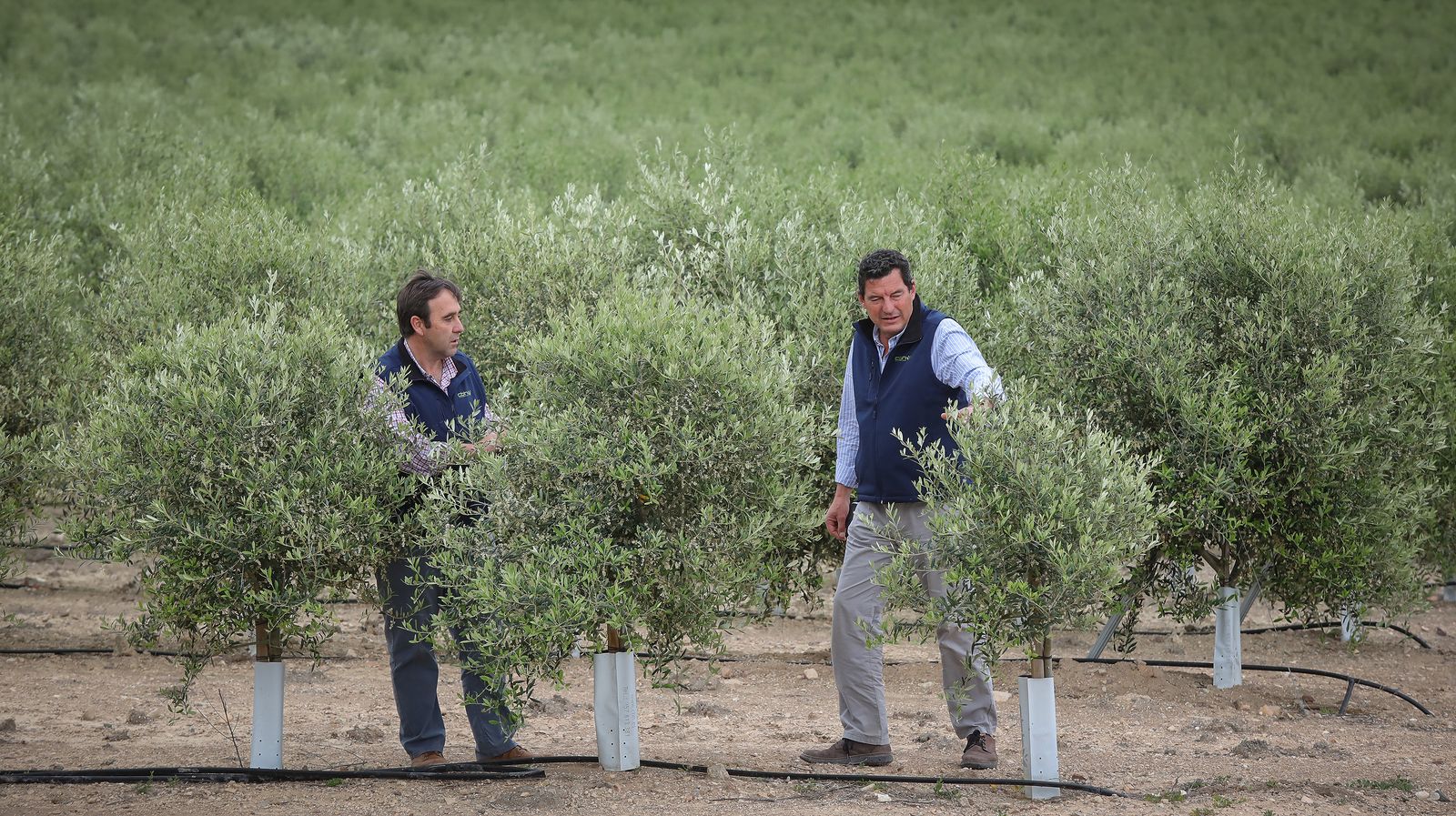 Almendros y olivos en plena campiña jerezana